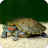 icon Turtle Wallpaper 2.6