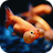 icon Fishes 3D Live Wallpaper 6.0