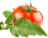 icon tj.agroinform.tomato 2.5.51