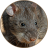 icon com.sounds.bandicootrat 2.1