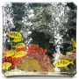 icon Peaceful aquarium HD