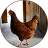 icon Chicken Sounds 1.3