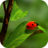 icon Ladybug Wallpapers 1.0