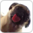 icon Dog Licking Live Wallpaper 1.2