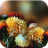 icon Autumn Flowers Live Wallpaper 1.0.3