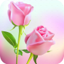 icon Rose Imágenes animadas Gifs - Colorful Flowers HD 4K
