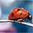 icon Ladybug Live Wallpaper 2.10
