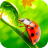 icon Ladybug Video Wallpaper HD 7.0