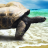 icon live wallpapers turtles 10.00