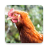 icon Chicken Sounds 2.2