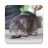 icon Bandicoot Rat Sounds 2.7