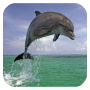 icon Dolphin 3d. Video Wallpaper