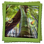 icon Bamboo Forest Live Wallpaper