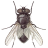 icon Fly 2.17